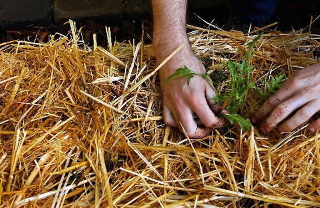 Sheet Mulching Methods