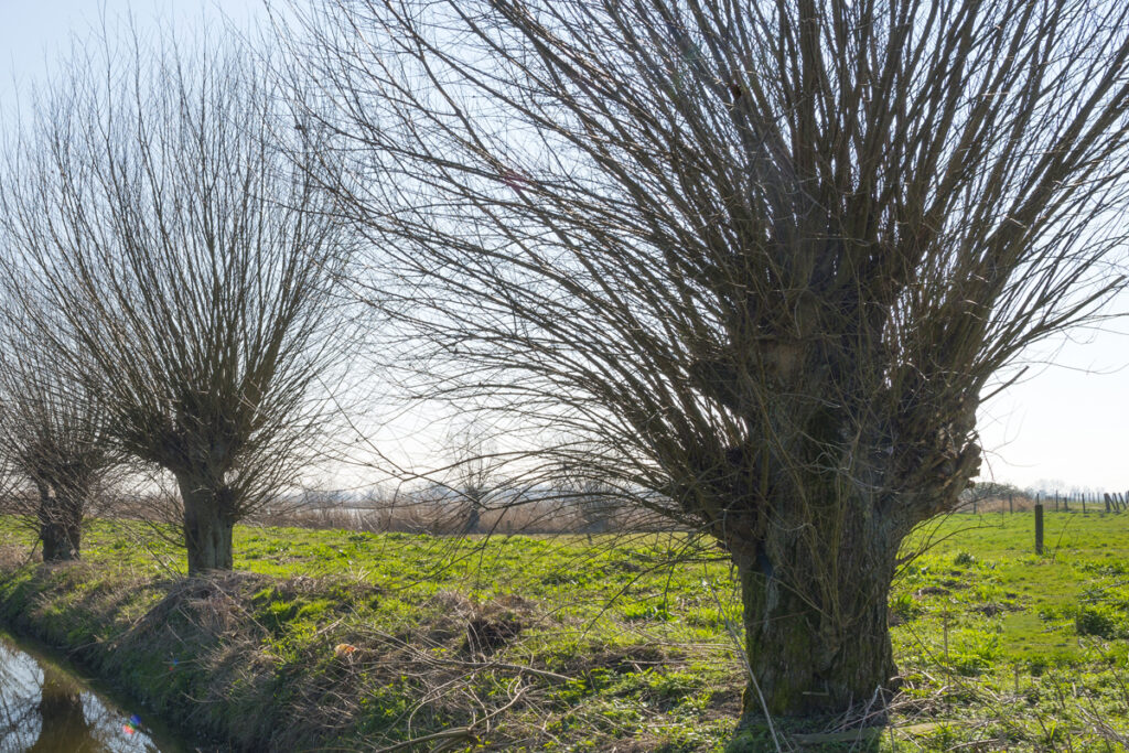 Tree Pollarding