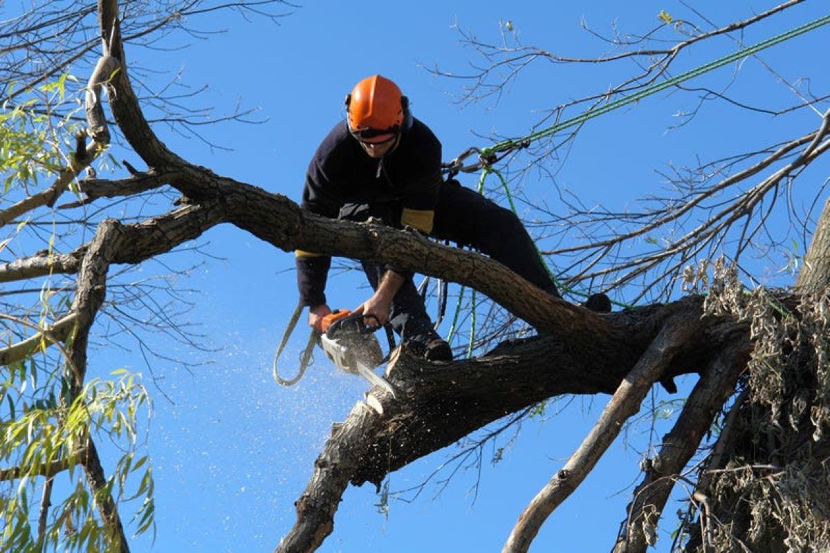 Proper tree pruning