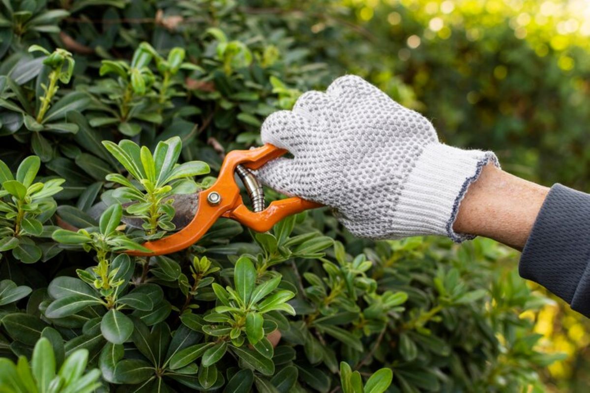 tree pruning services