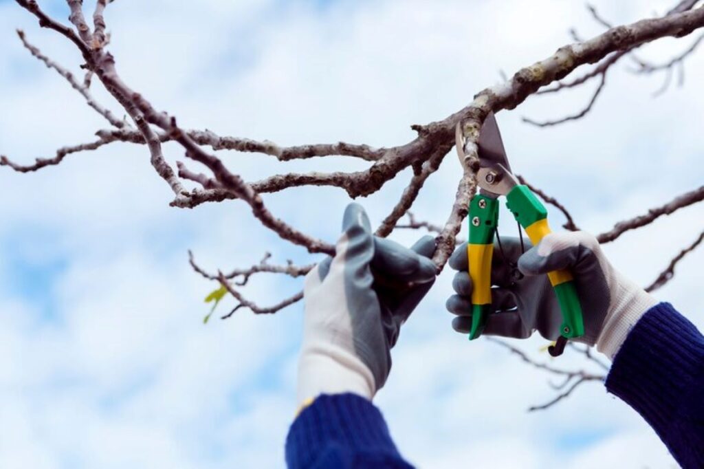 tree pruning services