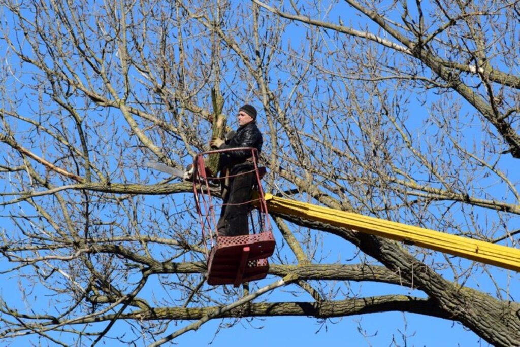 tree pruning services