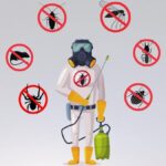 Cheap Pest Control Sydney: Affordable Options Without