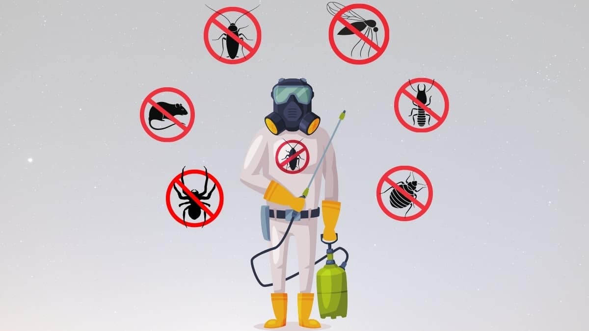 Cheap Pest Control Sydney: Affordable Options Without