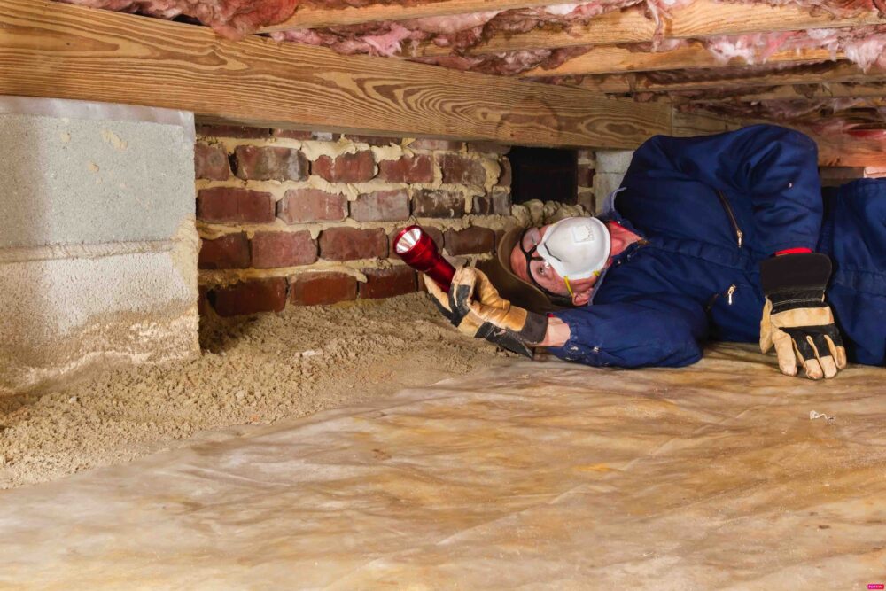 How Often Should You Schedule Pest Inspections Sydney for Maximum Protection?