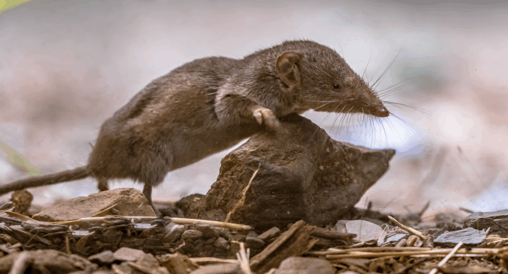 Top 5 Rat Control Sydney Methods That Prevent Reinfestation

