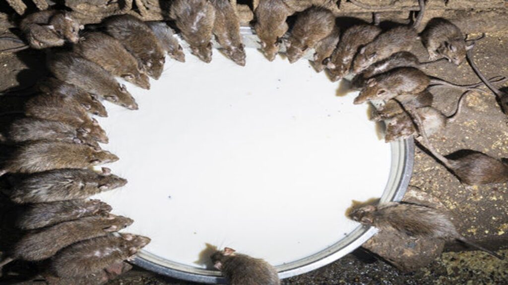 Rat Exterminator Sydney: How Do Professionals Find Hidden Nests?

