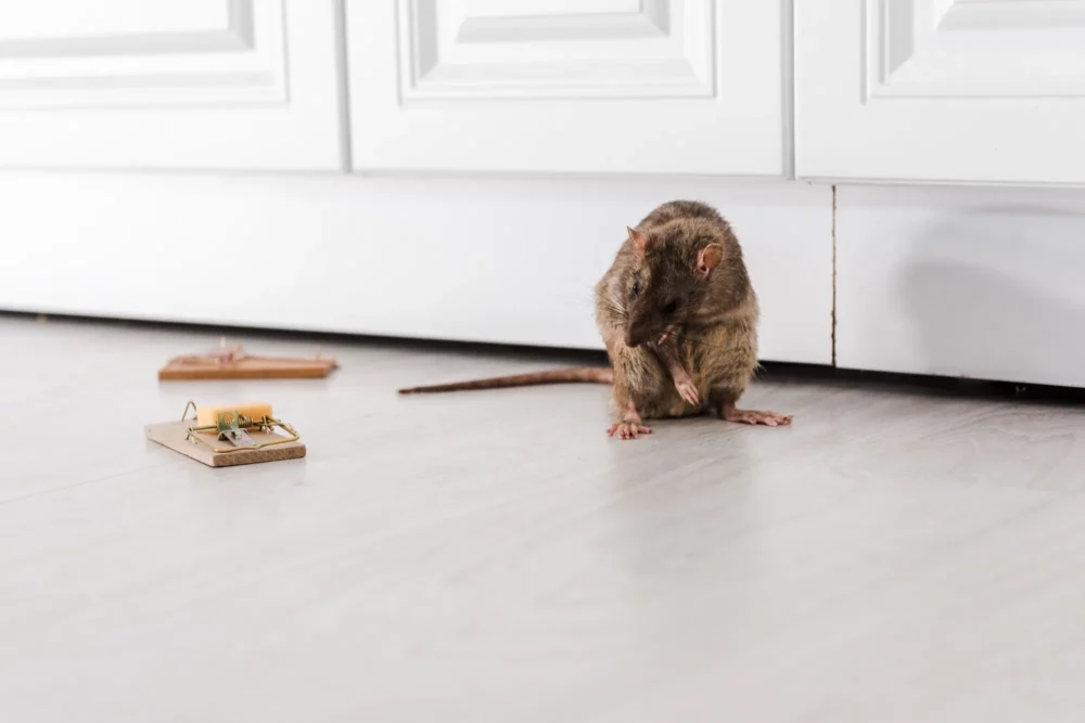 Pest Control Springwood