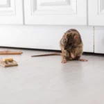 Top 5 Rat Control Sydney Methods That Prevent Reinfestation