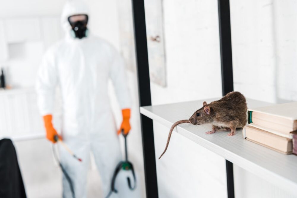 Pest Control Springwood