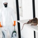 Pest Control Springwood: How Integrated Pest Management Helps Protect Homes and Collections