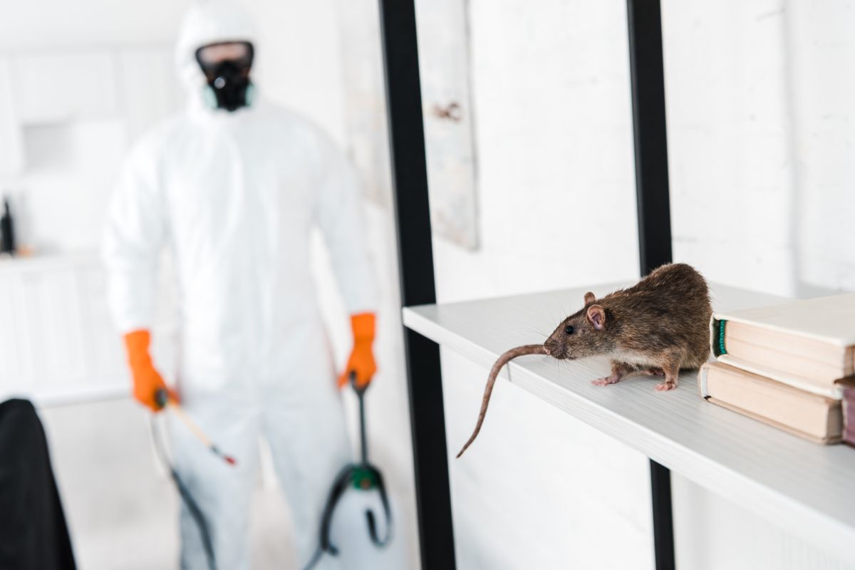 Pest Control Springwood